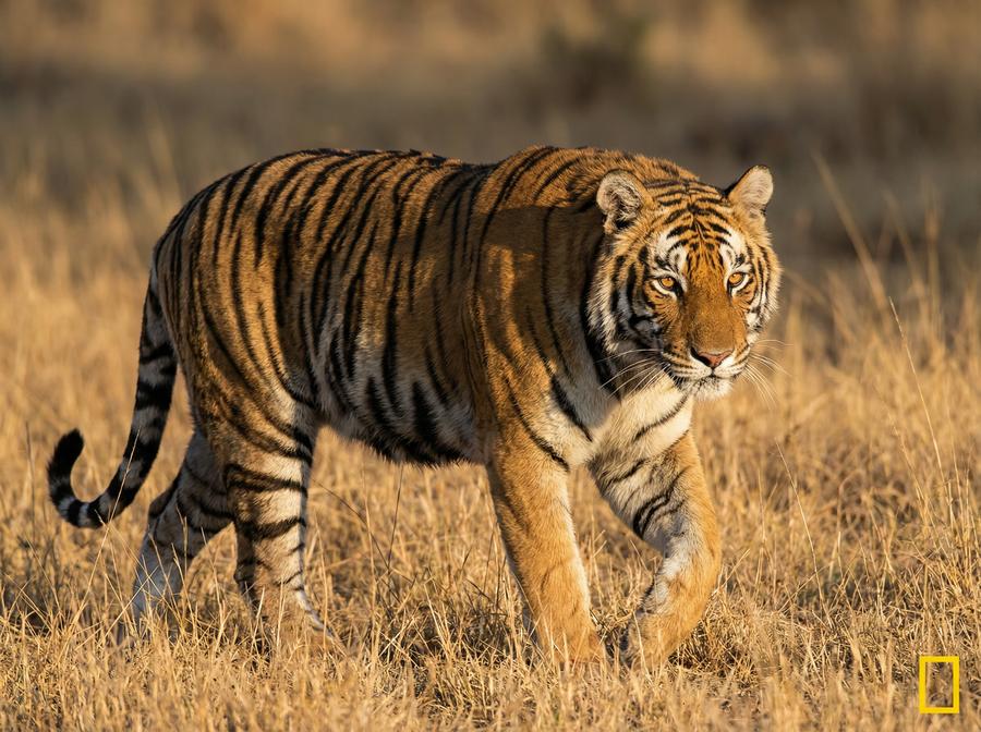 蜜桃传媒老虎视频教程 孟加拉虎丛林追踪写真